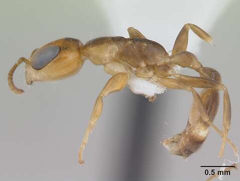 صورة Pseudomyrmex euryblemma (Forel 1899)