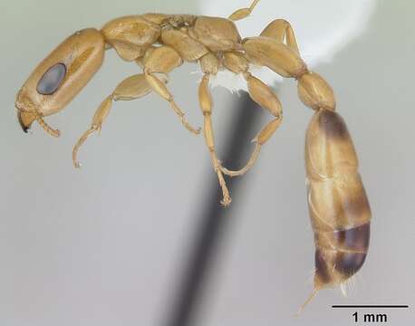 Слика од Pseudomyrmex