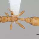 Pseudomyrmex flavidulus (Smith 1858) resmi