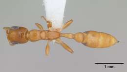 Image of Pseudomyrmex flavidulus (Smith 1858)