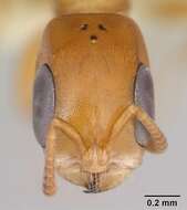 Image of Pseudomyrmex flavidulus (Smith 1858)