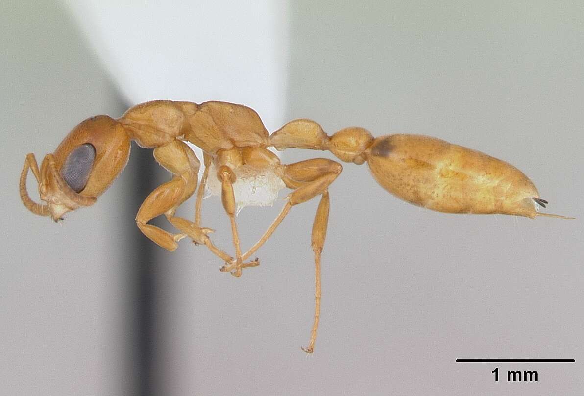 Image of Pseudomyrmex flavidulus (Smith 1858)