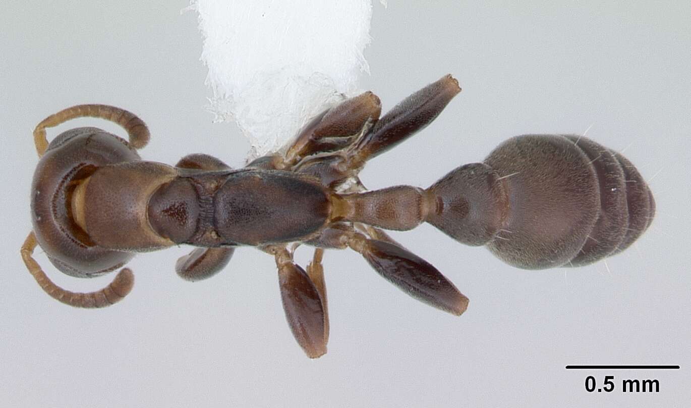 Image of Pseudomyrmex flavidulus (Smith 1858)