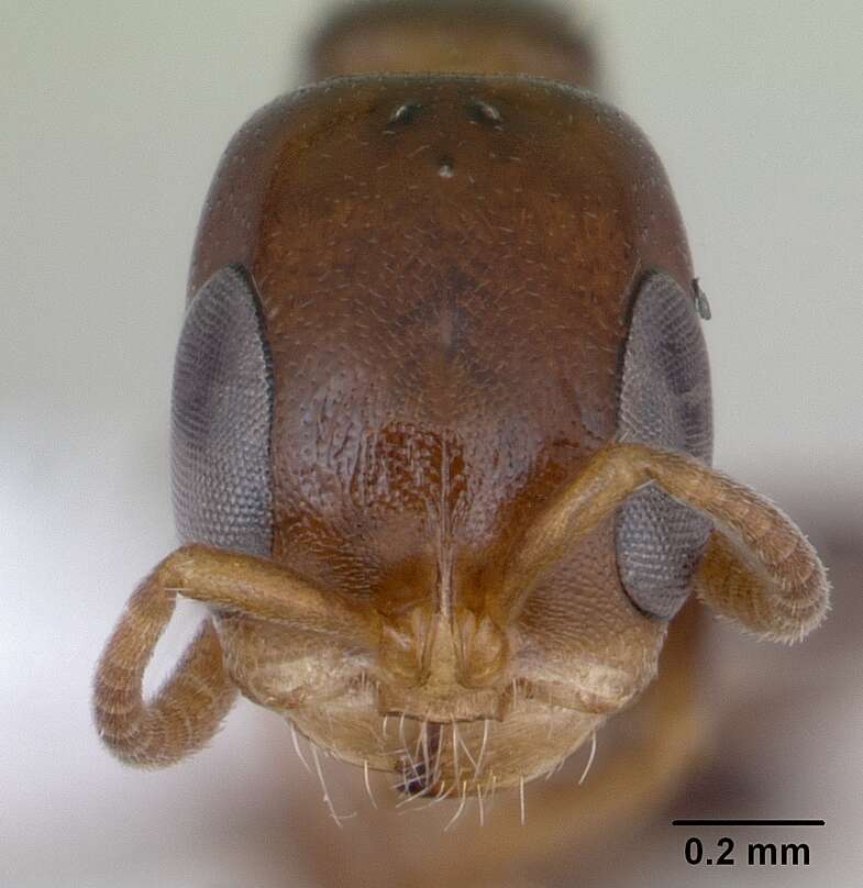 Image of Pseudomyrmex flavidulus (Smith 1858)