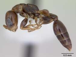 Image of Pseudomyrmex flavidulus (Smith 1858)