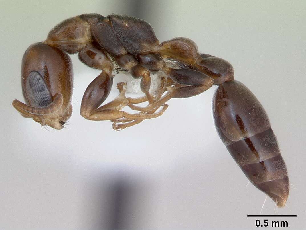 Image of Pseudomyrmex flavidulus (Smith 1858)