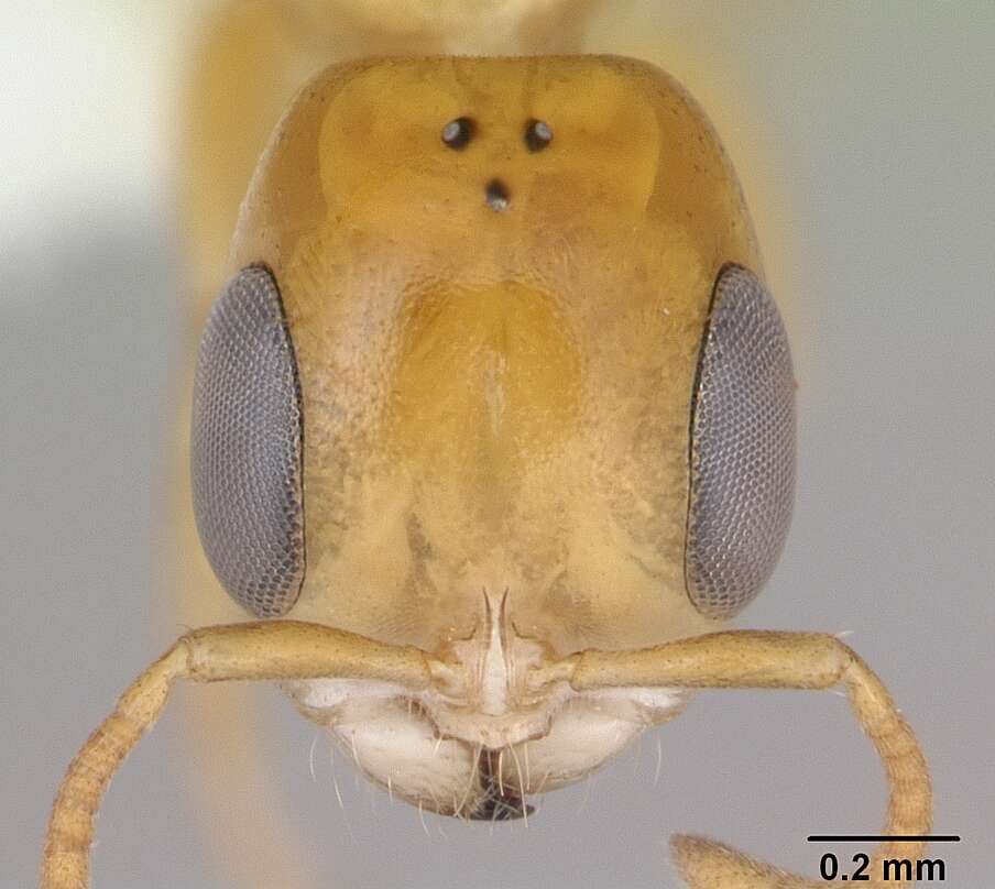 Image of Pseudomyrmex holmgreni (Wheeler 1925)