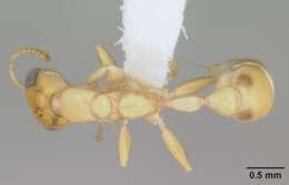 Image of Pseudomyrmex holmgreni (Wheeler 1925)