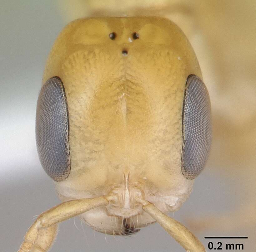 Image of Pseudomyrmex holmgreni (Wheeler 1925)