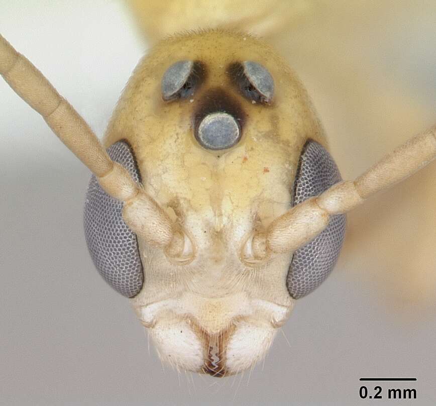 Image of Pseudomyrmex holmgreni (Wheeler 1925)