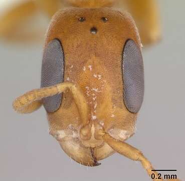 Imagem de Pseudomyrmex cubaensis (Forel 1901)