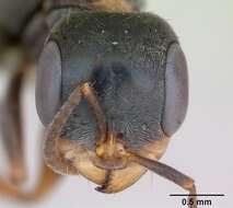 Image of Pseudomyrmex