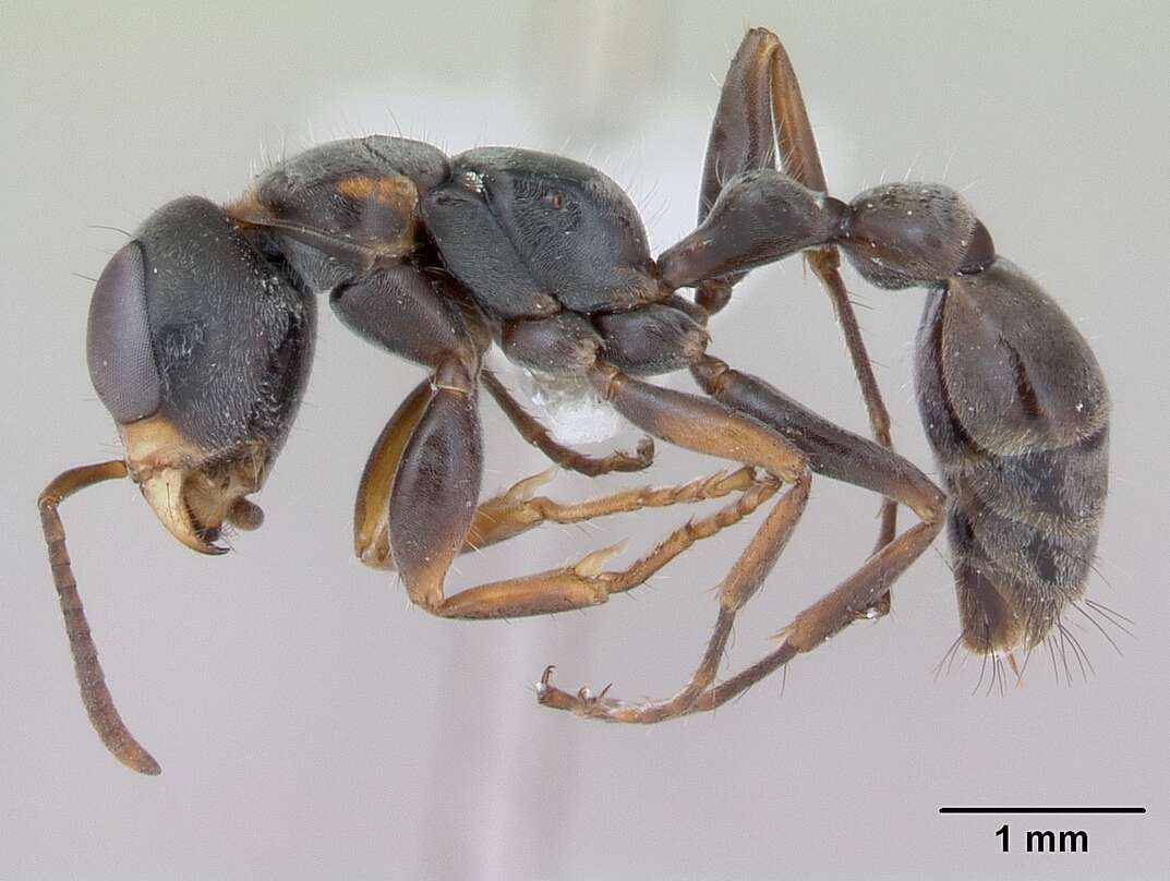 Sivun Pseudomyrmex kuva