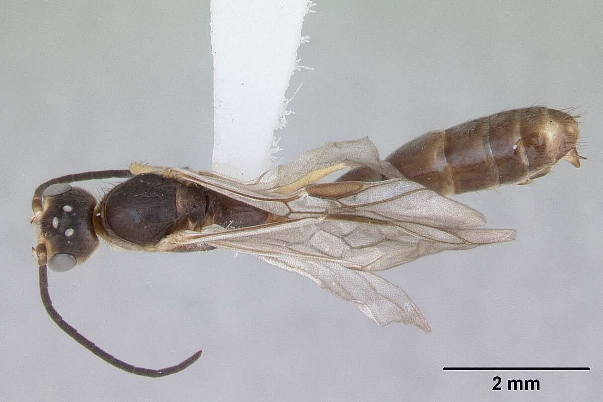 Sivun Pseudomyrmex kuva