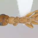 Image of Pseudomyrmex laevivertex (Forel 1906)