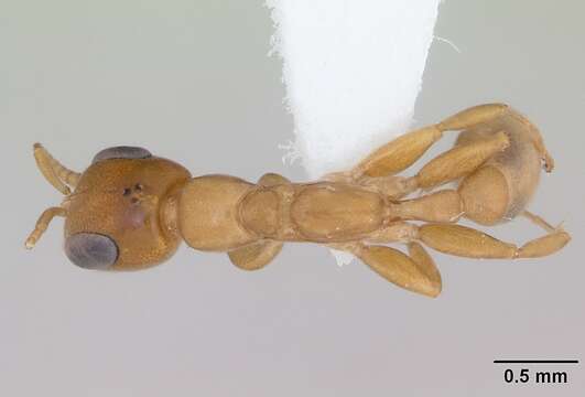 Image of Pseudomyrmex laevivertex (Forel 1906)