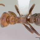 Pseudomyrmex kuenckeli (Emery 1890) resmi
