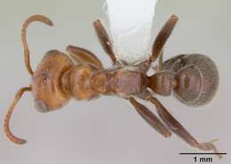 Pseudomyrmex kuenckeli (Emery 1890) resmi