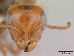 Image of Pseudomyrmex kuenckeli (Emery 1890)