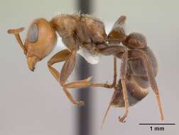 Pseudomyrmex kuenckeli (Emery 1890) resmi