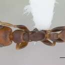 Image of Pseudomyrmex rufiventris (Forel 1911)