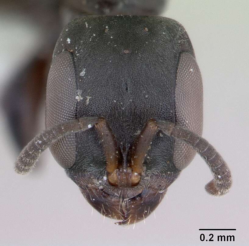 Image of Pseudomyrmex sericeus (Mayr 1870)