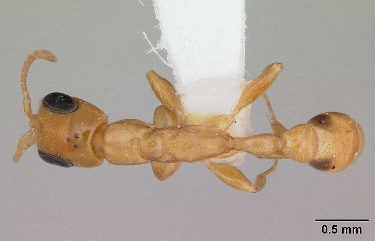 صورة Pseudomyrmex simplex (Smith 1877)