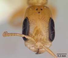 صورة Pseudomyrmex simplex (Smith 1877)