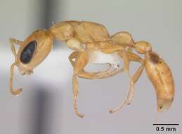 صورة Pseudomyrmex simplex (Smith 1877)