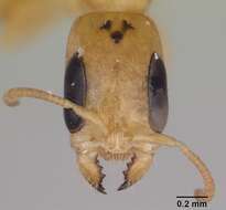 صورة Pseudomyrmex simplex (Smith 1877)