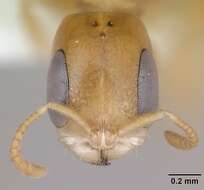 صورة Pseudomyrmex simplex (Smith 1877)