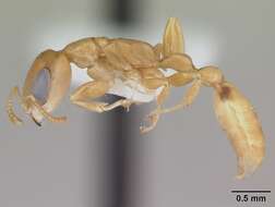 صورة Pseudomyrmex simplex (Smith 1877)