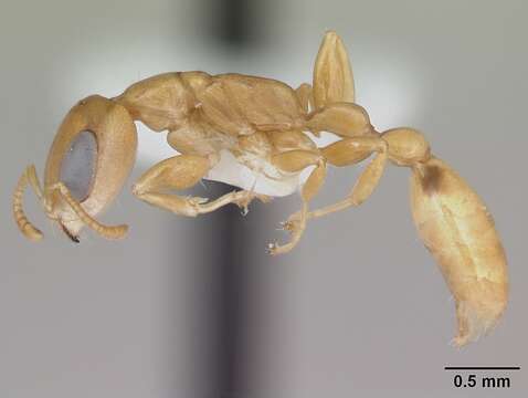 Image of Pseudomyrmex simplex (Smith 1877)