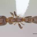 Image de Pseudomyrmex subater (Wheeler 1914)