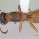 صورة Pseudomyrmex tenuis (Fabricius 1804)