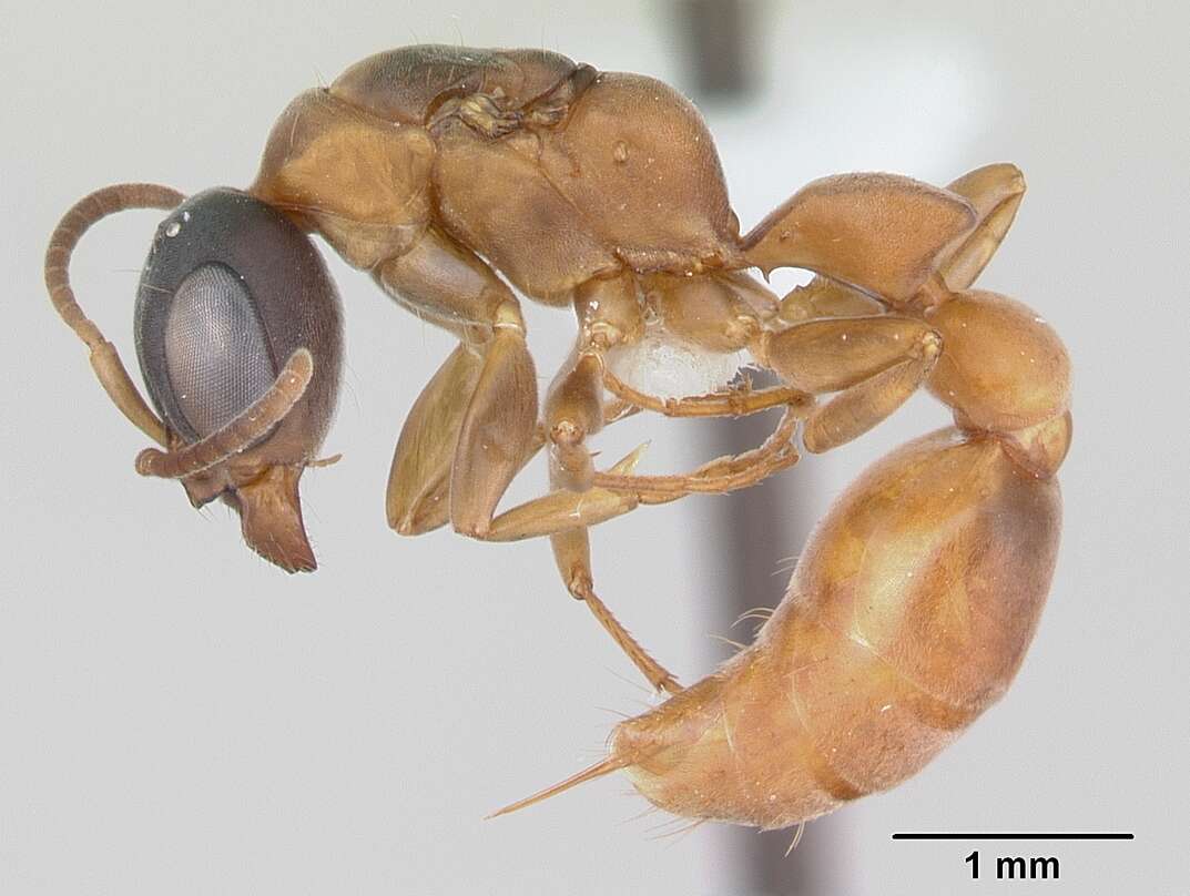 صورة Pseudomyrmex tenuis (Fabricius 1804)