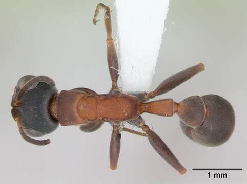 صورة Pseudomyrmex termitarius (Smith 1855)