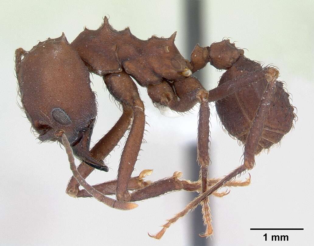 Imagem de Acromyrmex balzani (Emery 1890)