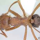 Imagem de Acromyrmex coronatus (Fabricius 1804)