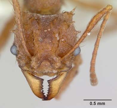 Imagem de Acromyrmex coronatus (Fabricius 1804)