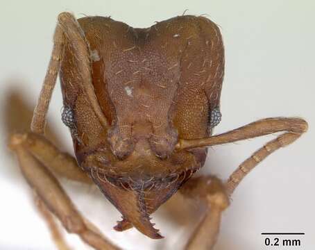 Image of Acromyrmex heyeri (Forel 1899)