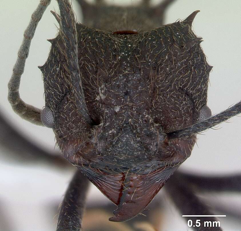 Image of leaf-cutter ants