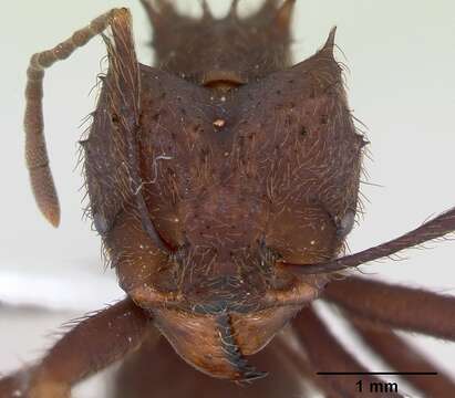 Image of leaf-cutter ants