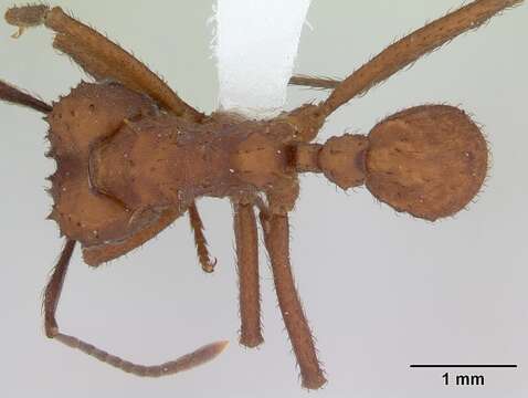 Image of Acromyrmex rugosus (Smith 1858)