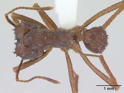 Image de Acromyrmex subterraneus (Forel 1893)