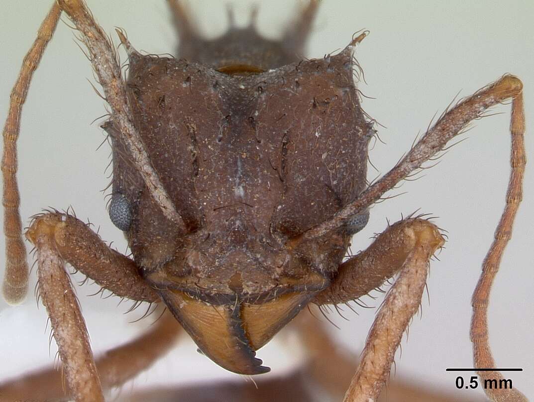 Image de Acromyrmex subterraneus (Forel 1893)