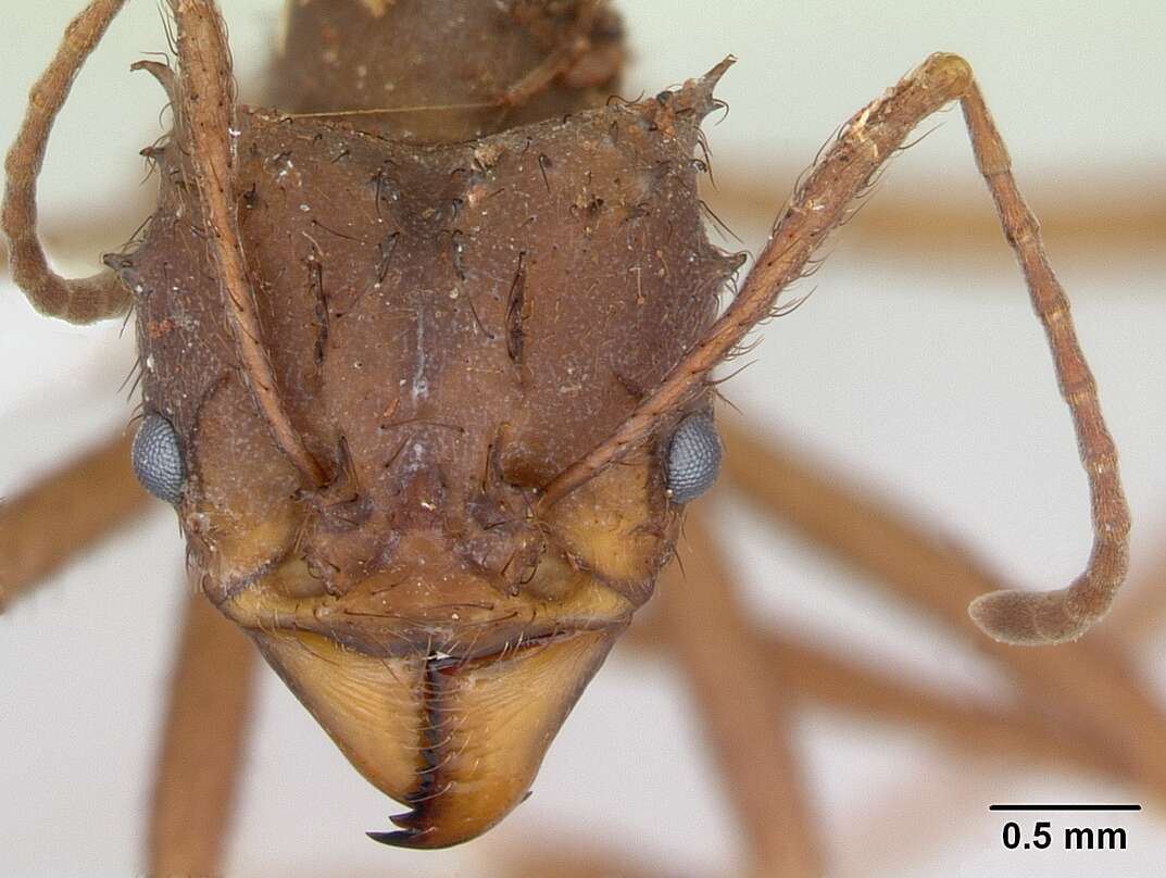 Image de Acromyrmex subterraneus (Forel 1893)