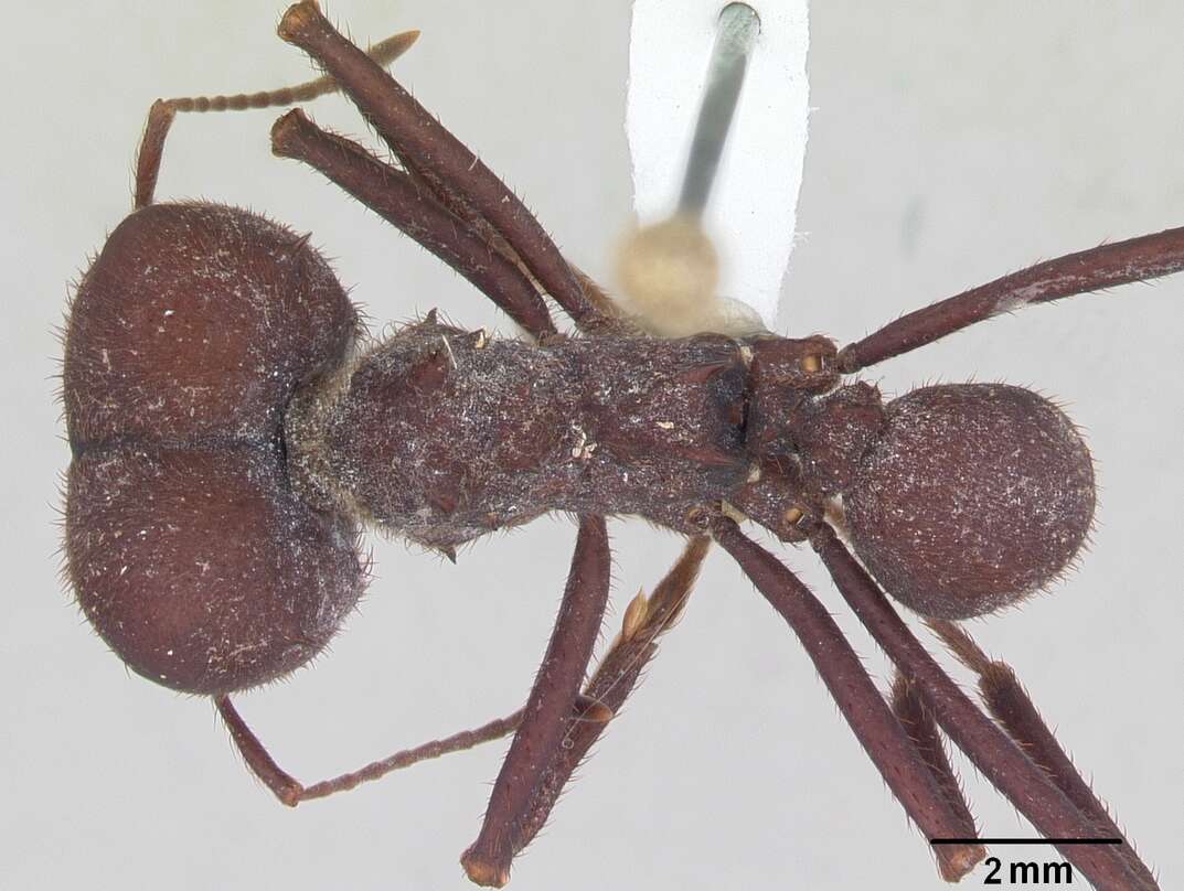 Image of Ant