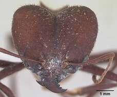 Image of Ant