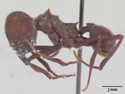 Image of Ant